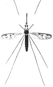 A.maculipennis