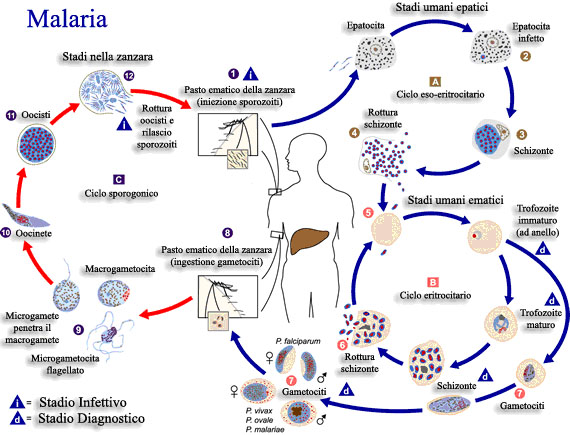 ciclo della malaria